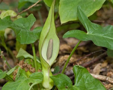 Garden foe - Arum Maculatum — Marden Gardeners