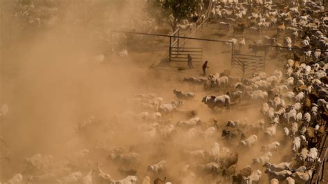 Where Cowboys Fly and Cattle Set Sail: An Epic Food Journey - The New ...