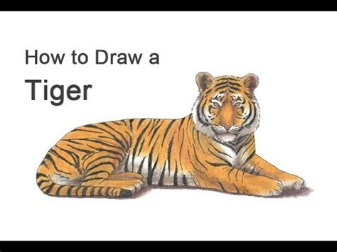 Drawing Realistic Tiger