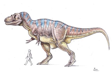 T-rex size comparison by MoriceMonkey93 on DeviantArt