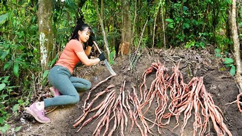 Harvesting Wild Ginseng Underground Go To Market Sell, Take care animals in farm - YouTube