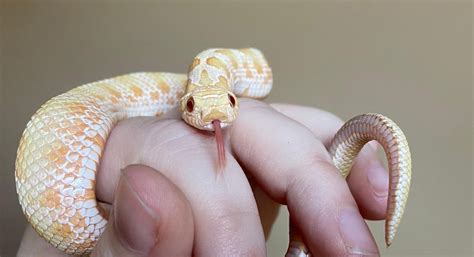 Western Hognose Starter Buying Guide | HappyDragons