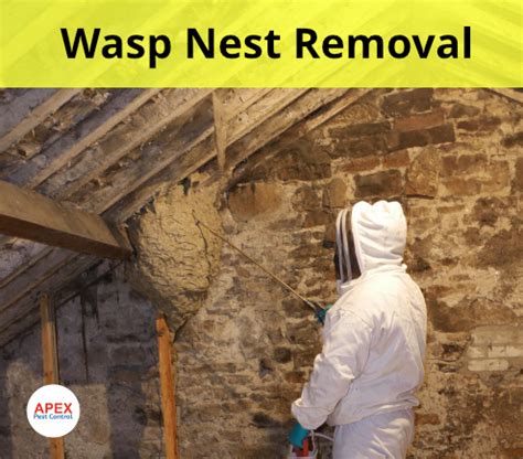 Wasps Nest Removal What You Need To Know Solutions and Cost