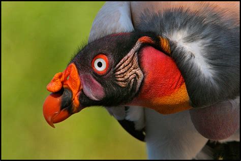 King Vulture Page