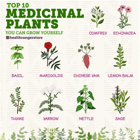 Top 10 medicinal plants you can grow yourself. [Video] | Medicinal ...