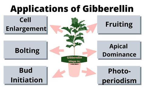 Gibberellin (GA) - Discovery, Structures, and Applications