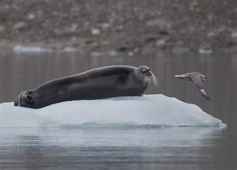 Bearded Seal | Bearded Seal, Spitsbergen. | Richard McManus | Flickr