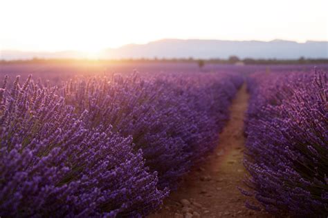 Sunset Lavender Field HD Wallpapers - 4k, HD Sunset Lavender Field ...