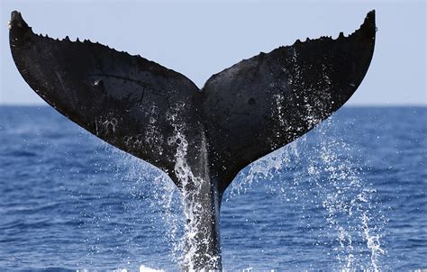 Humpback Whale Tail Maui Hawaii #1 Photograph by Flip Nicklin - Fine ...