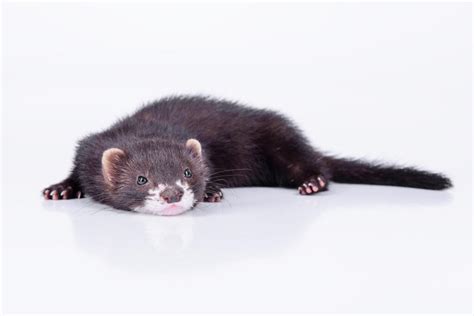 Black Sable For Sale | Ferrets | Breed Information | Omlet