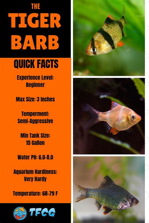 Ultimate Guide To Tiger Barb Fish Care - Feeding, Breeding & Tankmates