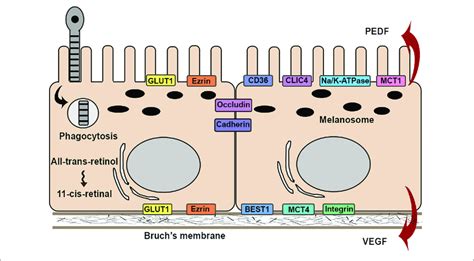 | Schematic illustration of the structures and functions in RPE cell.... | Download Scientific ...