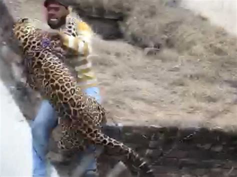 Four injured in leopard attack in Punjab’s Jalandhar | City - Times of India Videos