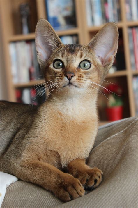 Wildkleur Abessijn / Ruddy Abyssinian Cute Cats And Kittens, Kittens Cutest, Cool Cats, Pretty ...