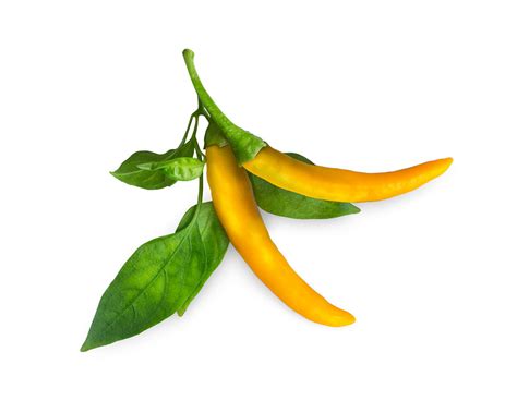 Yellow Chili Pepper Plant Pods | Click & Grow