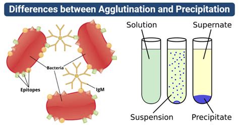 Agglutination vs Precipitation- Definition, 14 Differences, Examples