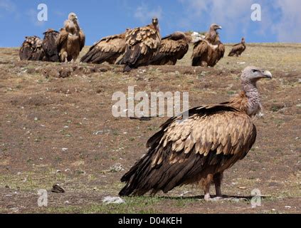 Vultures at a Sky Burial, Litang, Sichuan Stock Photo - Alamy