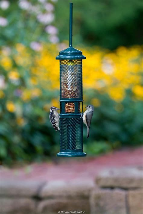 Squirrel Buster Peanut Feeder - Flying Friends