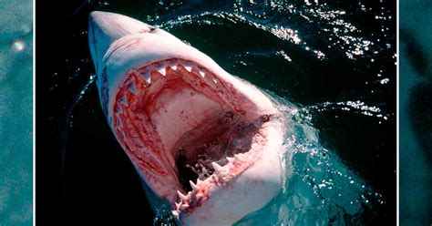 Shark Attacks: Real-Life Jaws Stories of Deadly Shark Attacks