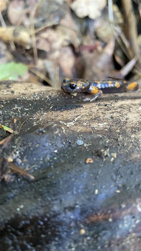 Baby salamander in my grandparents garden. : salamanders