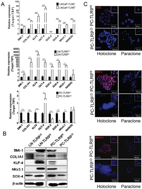 TLR9 signaling through NF-κB/RELA and STAT3 promotes tumor-propagating potential of prostate ...