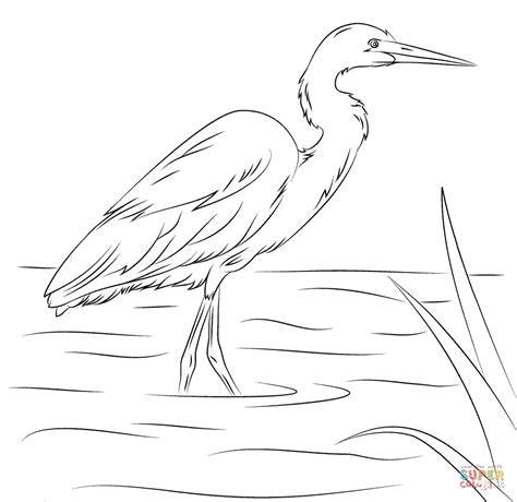 Egret coloring, Download Egret coloring for free 2019