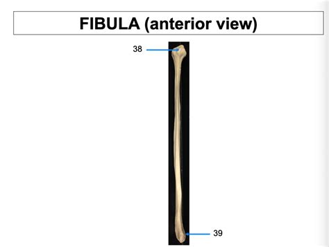 fibula Diagram | Quizlet