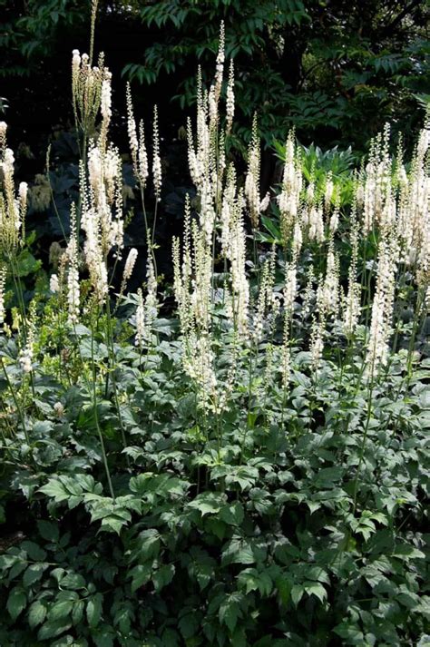 Striking Black Cohosh Plants | Plants, Plants uk, Shade plants