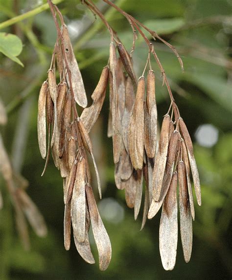 Researchers develop new approach to conserving tree species