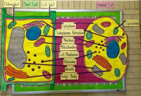 20 of the Best Science Bulletin Boards and Classroom Decor Ideas