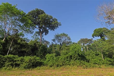 Brazil Nut Tree In Rainforest Stock Photo - Download Image Now - Brazil ...