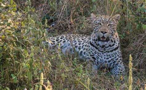 Botswana - Wildlife Photography Africa