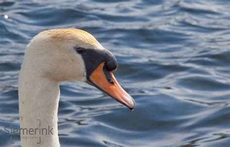 Wildlife Norway – Siemerink Photography