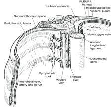 Showing the endothoracic fascia.(Source... | Download Scientific Diagram