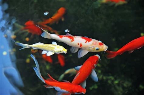 The Ultimate Koi Fish Care And Pond Guide | Fishkeeping World