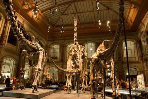 Brachiosaurus Bones | World's largest dinosaur skeleton at t… | Flickr