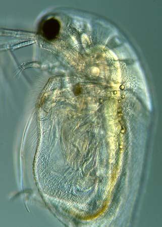 Water-flea anatomy