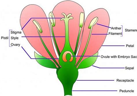 Flower Diagram Class 6 Ncert | FLOWERS