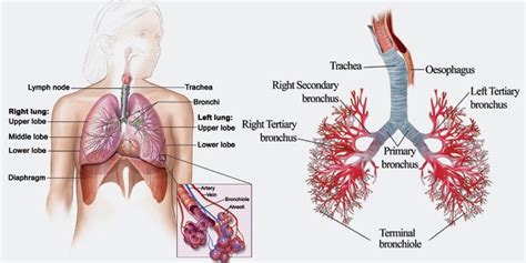 Bronchi Nurse Study Notes, Nursing Study, Lung Anatomy, Human Anatomy, Lymph Nodes, Trachea ...