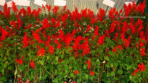 Salvia splendens varieties