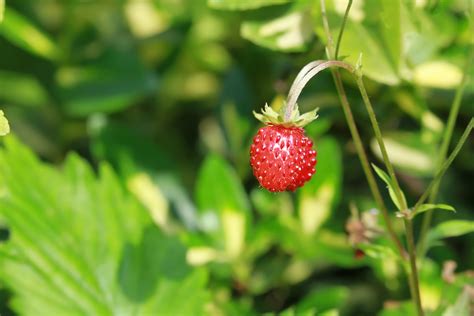 Wild Strawberry Free Stock Photo - Public Domain Pictures