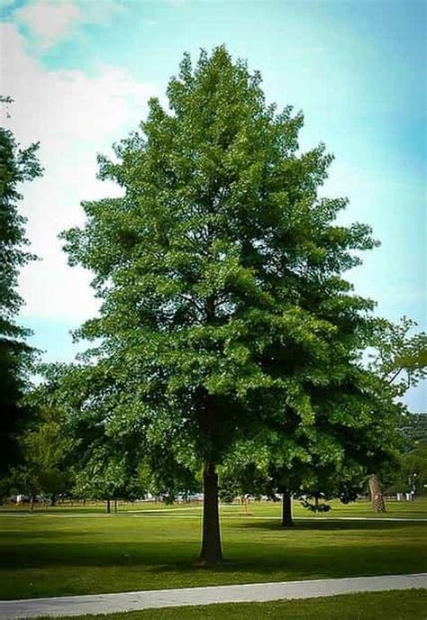 Pin Oak Trees are large oak trees known for their fantastic height and ...