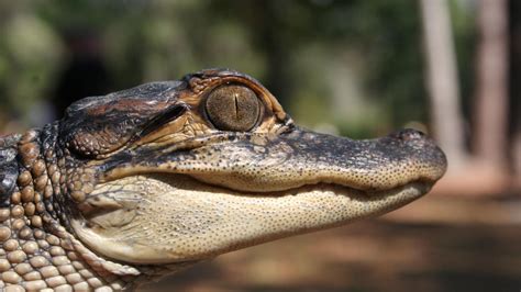 Central Florida Zoo & Botanical Gardens American Alligator - Central ...