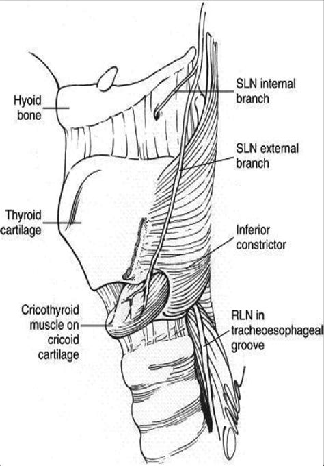 Course and branches of recurrent laryngeal nerves (RLN) and superior ...