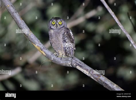 The Biak scops owl (Otus beccarii) is a species of owl endemic to the ...