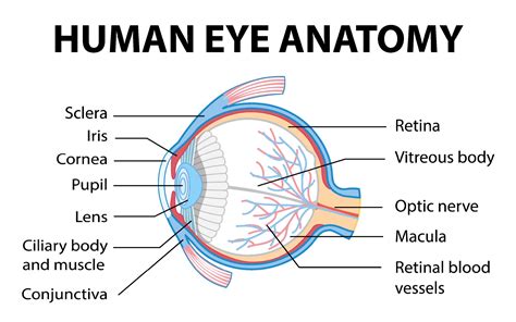Share 72+ human eye diagram sketch - seven.edu.vn