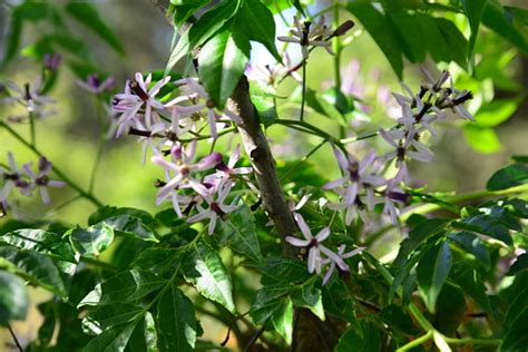 Melia Azedarach Tree Flowers And Fruits Stock Photo - Download Image ...