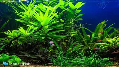 How to Choose Freshwater Aquarium Plants: A Comprehensive Guide for Beginners