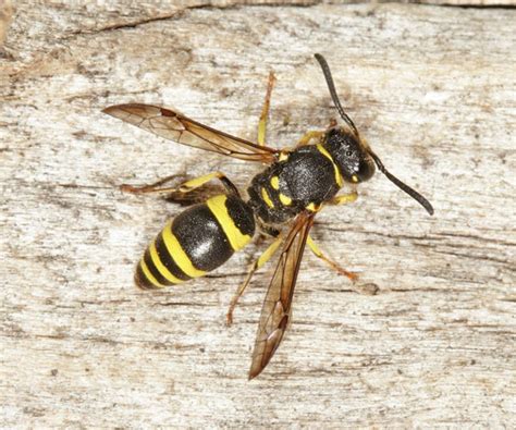 Ancistrocerus gazella solitary wasp larvae inside nesting cavity | nurturing nature