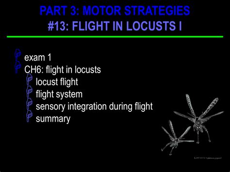 locust flight